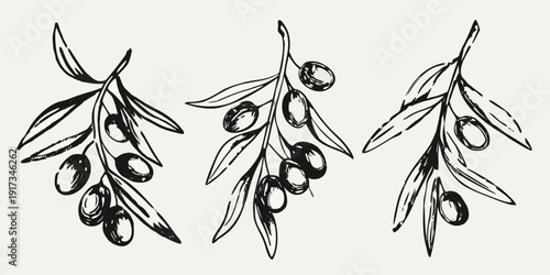 Delicate sketch of three olive branches with ripe dark olives