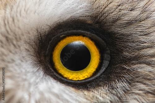 Extreme macro close-up of an Short eared owl’s vivid yellow eye, capturing intricate feather textures, dark pupil contrast, and striking natural detail in sharp focus.