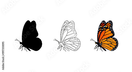 Collection of monarch butterfly illustrations featuring a detailed silhouette a clean outline drawing and a vibrant full color graphic representation