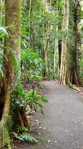 Vertical View of a Paved Path Through a Lush Tropical Rainforest