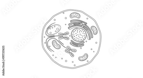 Animal Cell Diagram - Detailed Vector Illustration of Eukaryotic Cell Structure