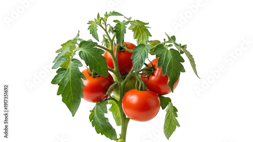 Cluster of ripe tomatoes with green leaves isolated on transparent background