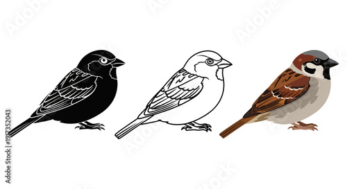 Collection of three vector illustrations depicting a small common house sparrow bird in silhouette outline and full color graphic style