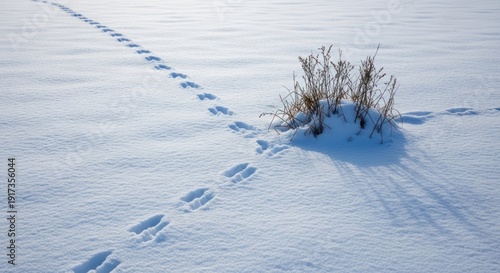 Wallpaper Mural Tracks of animal and sparse plant cluster on a snowy plain under sunlight with long shadows Torontodigital.ca