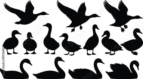 Duck and Swan Silhouette Collection with Flying and Swimming Waterfowl Isolated on White Background Vector Illustration Set