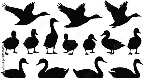 Duck and Swan Silhouette Set with Flying and Standing Waterfowl Isolated on White Background Wildlife Vector Illustration Collection