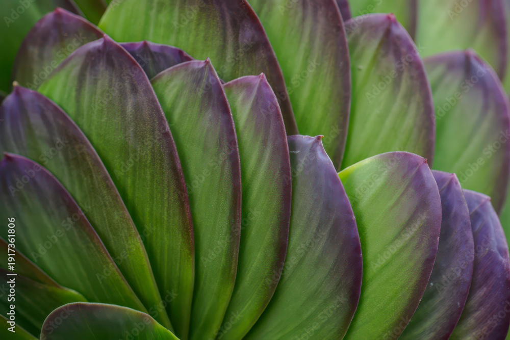 Obraz premium Close-up view of vibrant purple and green succulent leaves forming a natural pattern.