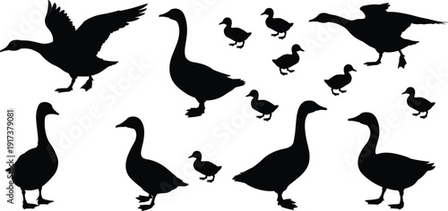 Goose and duck silhouettes collection, flying and walking waterfowl birds, black animal shapes isolated on white background