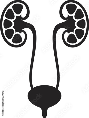 Human urinary system silhouette diagram, kidneys ureters bladder urethra illustration, anatomy medical icon design, physiology concept art