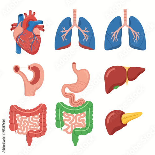 Human Anatomy Organs Set: Heart, Lungs, Stomach, Liver, Intestines, Pancreas