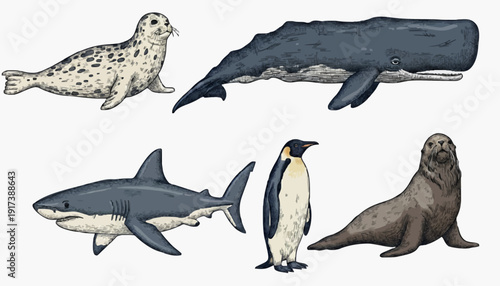 Colorful illustrations of various marine life a spotted seal, grand blue whale, formidable shark, elegant penguin, and graceful sea lion, showcasing ocean diversity