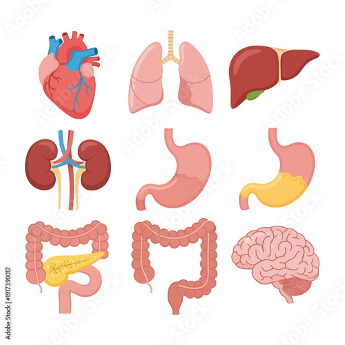 Human Organs Anatomy Set: Heart, Lungs, Liver, Kidneys, Stomach, Intestines, Pancreas, Brain