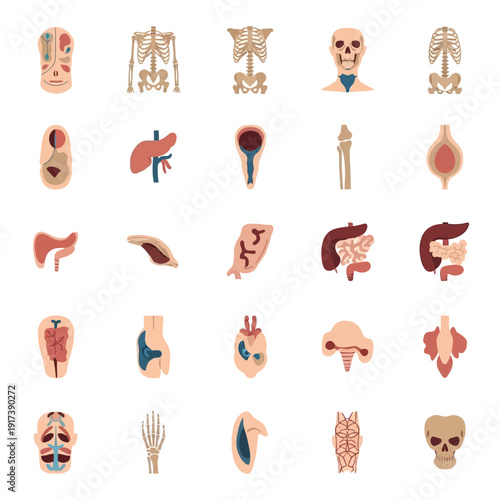 Human Anatomy Icons: Organs, Skeleton, Skull, Brain, Heart, Lungs, Stomach