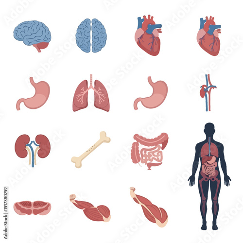 Human Anatomy Organ System Icons Set - Brain, Heart, Lungs, Stomach, Kidneys, Bone, Muscles