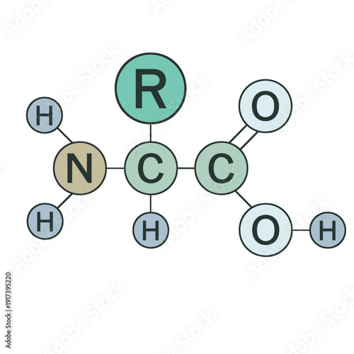 アミノ酸の基本構造式 ベクターイラスト 化学分子構造