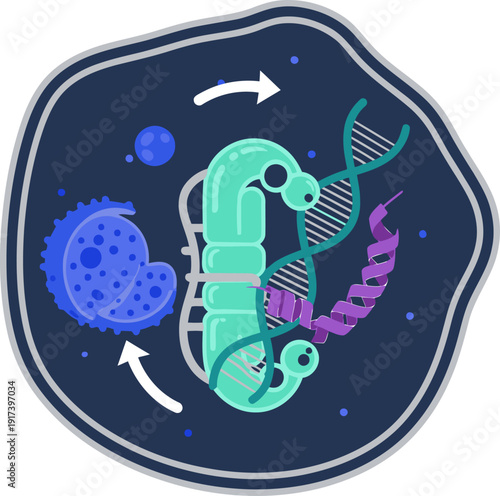 Ribosomes translate mRNA into proteins within a cell. A clear, stylized illustration highlights the process. Perfect for science education visuals.