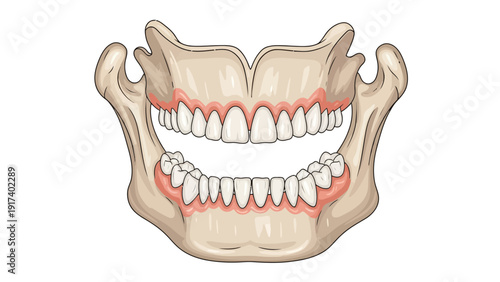 Illustration of upper and lower jaws with full sets of teeth and gums