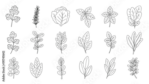 Collection of detailed black and white line art sketches of various kitchen herbs and leaves for cooking and gardening.