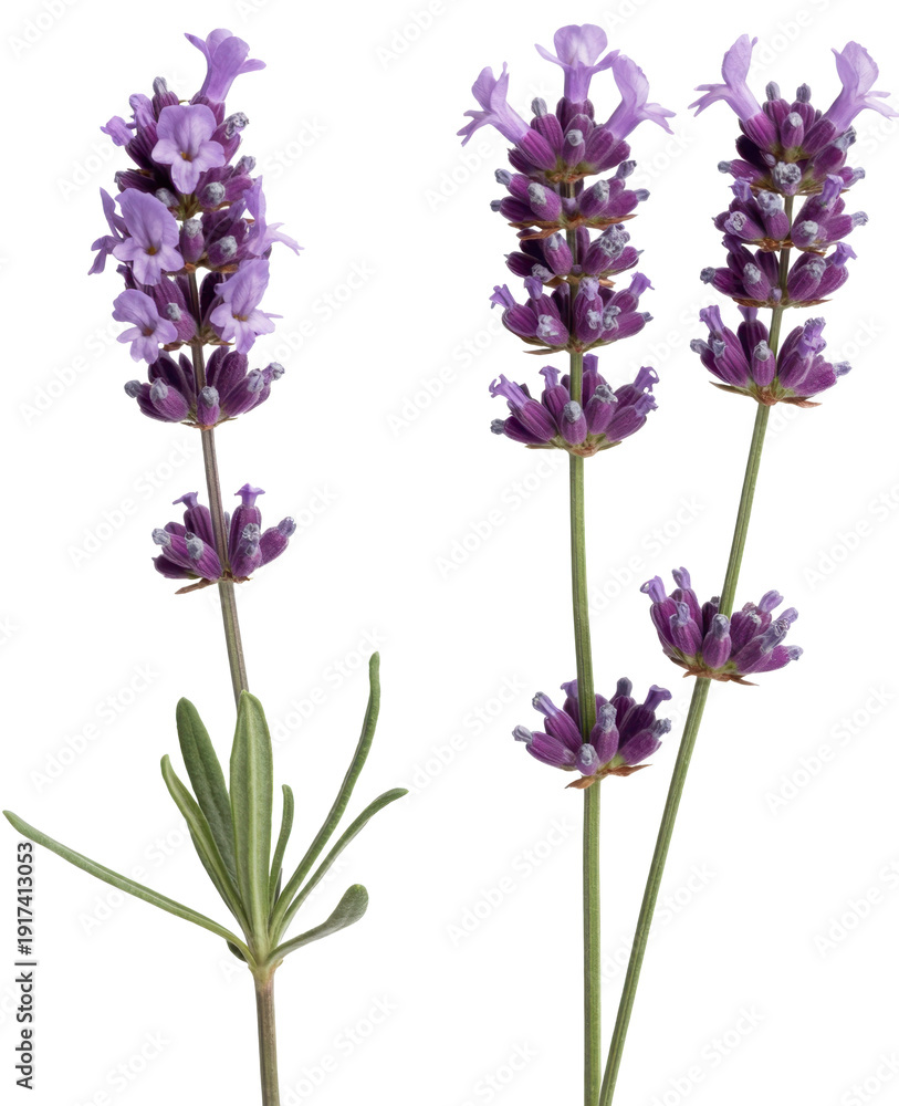 Obraz premium Three purple lavender flowers on white background isolated isolated on a transparent background