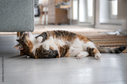 Foto Mischievous calico cat resting by couch after scratching furniture, smelling damaged corner