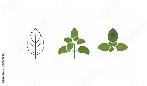 Tulsi plant flat vector illustration holy basil isolated on