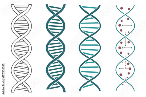 Sequential representations of dna double helix structures Vector