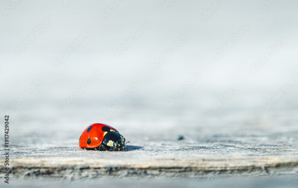 Obraz premium Ladybug on wooden surface macro minimal spring concept