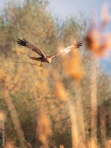 Slika na platnu Western marsh harrier building nest over reeds golden spring light