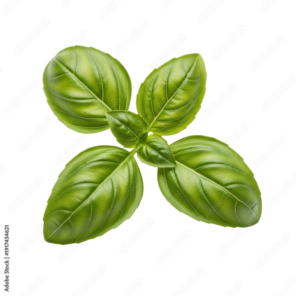 Fototapeta premium Fresh Basil Leaf Isolated Black Background