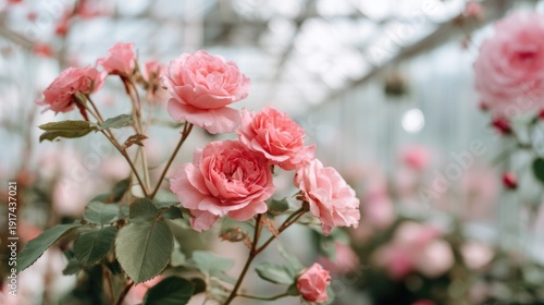 Beautiful Pink Roses Blooming in a Greenhouse with a Soft Focus Background and Natural Light Enhancing Colors