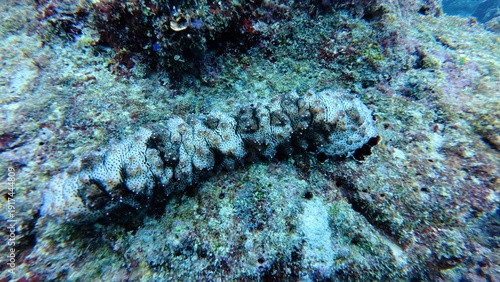Foto Blackspotted sea cucumber ie pearsonothuria graeffei