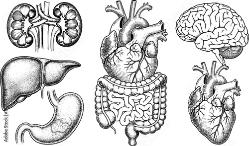 Detailed hand drawn vector illustration set of human internal organs including brain heart liver stomach kidneys and intestines for medical education and anatomy branding
