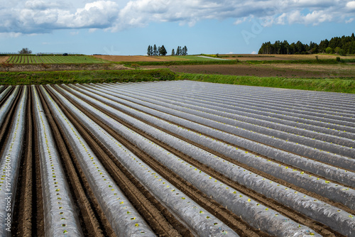 Farmland with plastic mulch rows in spring daytime, Towada City, Aomori, Japan