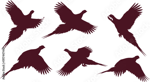 Vector Silhouette Collection of Common Pheasants in Various Flying Poses with Detailed Wing Feathers Isolated on White Background for Hunting and Wildlife Nature Design