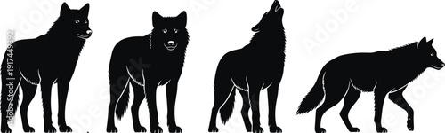 Black vector silhouette set of wild wolves in various poses including standing walking and howling for wilderness nature conservation and predatory animal branding