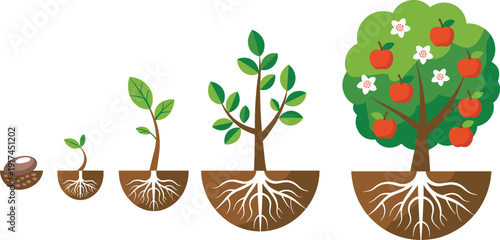 Apple tree growth stages from seed to maturity, vector illustration showing plant development, roots, sprout, young tree, and fruit-bearing phases