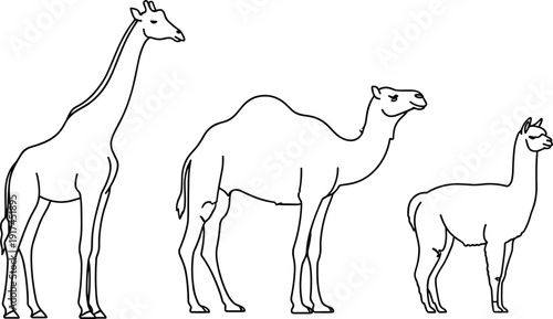 Black and white line art vector set featuring a tall giraffe dromedary camel and llama in minimalist outline profile for safari and desert branding