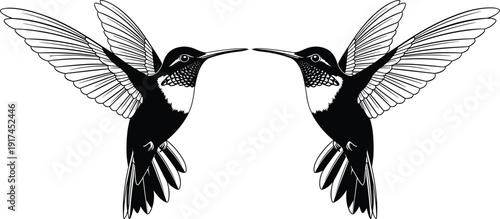 Black and white vector silhouette set of two realistic hummingbirds in flight with spread wings and detailed feathers for nature wildlife and bird branding