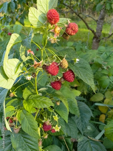 Raspberries grow in the garden, red berries with vitamin C.
