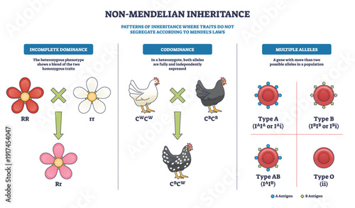 Non-Mendelian inheritance overview illustrating incomplete dominance, codominance, and multiple alleles, flowers, chickens, and blood cells highlight trait expression. Outline diagram