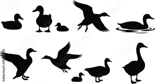 Duck silhouette illustration set, bird icon artwork, waterfowl vector design, wildlife graphic pack, pond animal symbol collection, black and white sketch