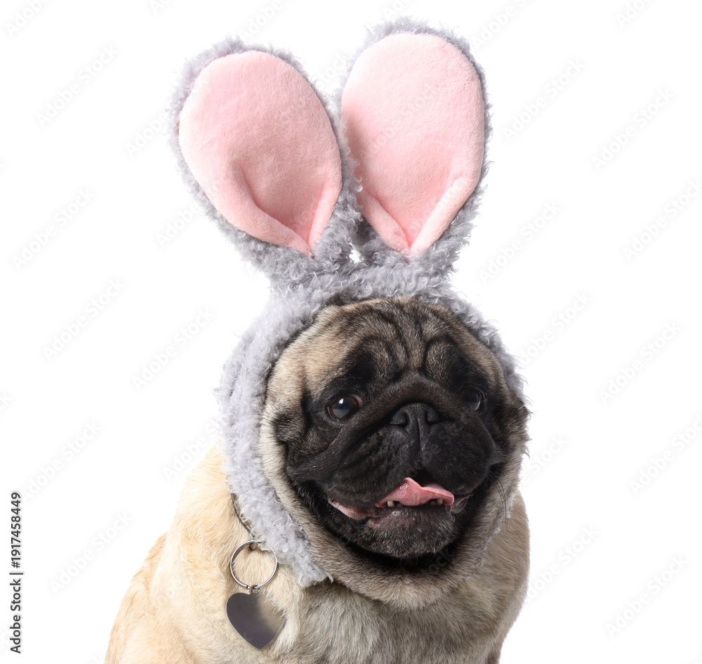 Obraz premium Funny pug dog wearing bunny ears costume isolated on white background, cute pet portrait with rabbit headband for easter holiday, humorous animal studio photo with copy space