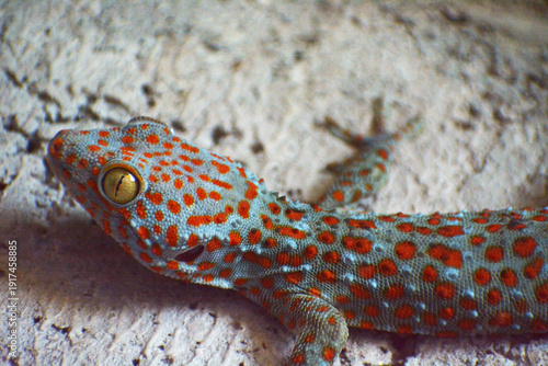 Closed up gecko with orange spots