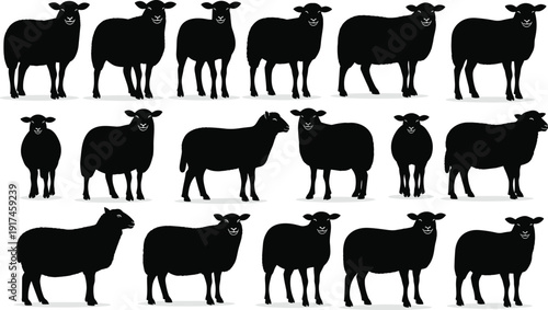 Set of sheep silhouette figures in various standing poses isolated on white background, farm animal collection illustration
