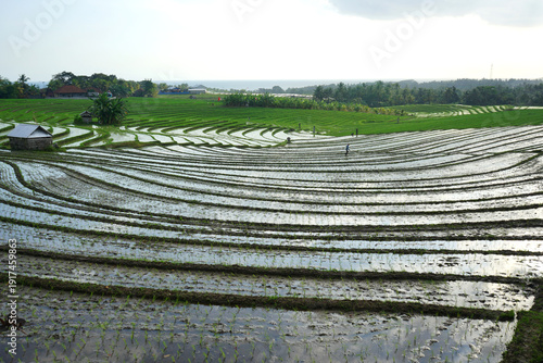Beautiful rice terrace, 
Soka Village, Tabanan Regency, Bali Province, Indonesia