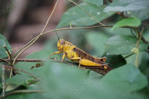 Adult grasshopper among the leaves