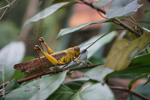 Adult grasshopper among the leaves