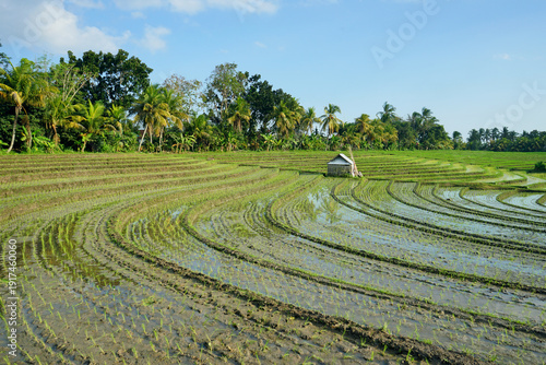 Beautiful rice terrace, 
Soka Village, Tabanan Regency, Bali Province, Indonesia