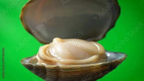 Wallpaper Mural A detailed shot of a fresh clam gradually opening its bivalve shell, showcasing its internal anatomy. Ideal for seafood, marine life, or cooking projects. Torontodigital.ca