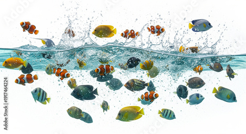 Colorful fish in water